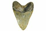 Fossil Megalodon Tooth - North Carolina #378015-2